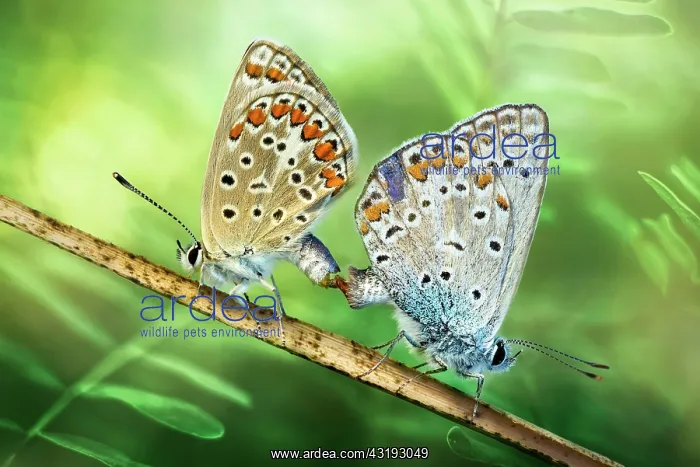 : two licenides mating, Luzzara, Reggio Emilia, Italy : two licenides mating, Luzzara, Reggio Emilia, Italy