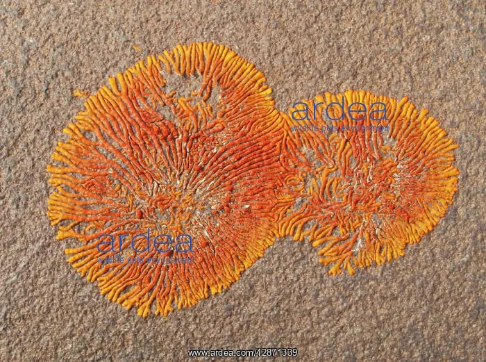 : Lichen (Caloplaca namibensis). Skeleton Coast Park - Namibia : Lichen (Caloplaca namibensis). Skeleton Coast Park - Namibia