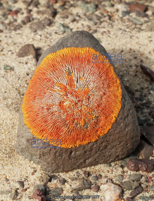 : Lichen (Caloplaca namibensis). Skeleton Coast Park - Namibia : Lichen (Caloplaca namibensis). Skeleton Coast Park - Namibia