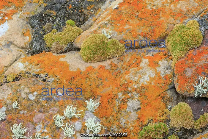 : Lichen. New Island - Falkland (Malvinas) Islands : Lichen. New Island - Falkland (Malvinas) Islands