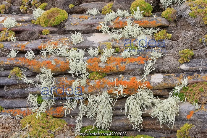 : Lichen. New Island - Falkland (Malvinas) Islands : Lichen. New Island - Falkland (Malvinas) Islands