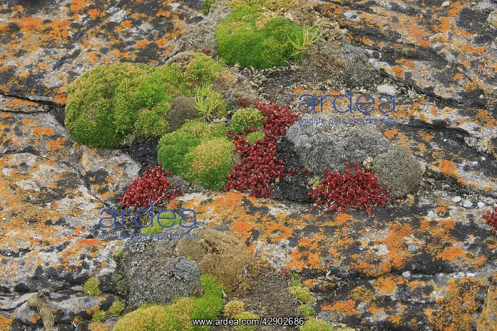 : Lichen. New Island - Falkland (Malvinas) Islands : Lichen. New Island - Falkland (Malvinas) Islands