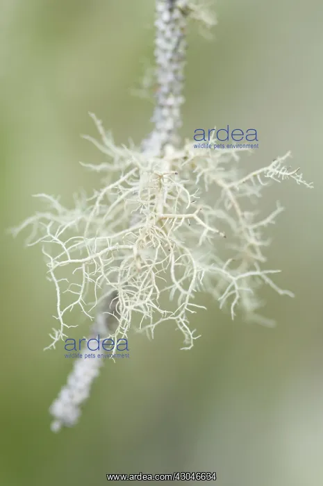 : Lichen, Common witch's hair lichen, Aletoria sarmentosa : Lichen, Common witch's hair lichen, Aletoria sarmentosa