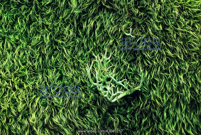 : Lichen, Moss : Lichen, Moss