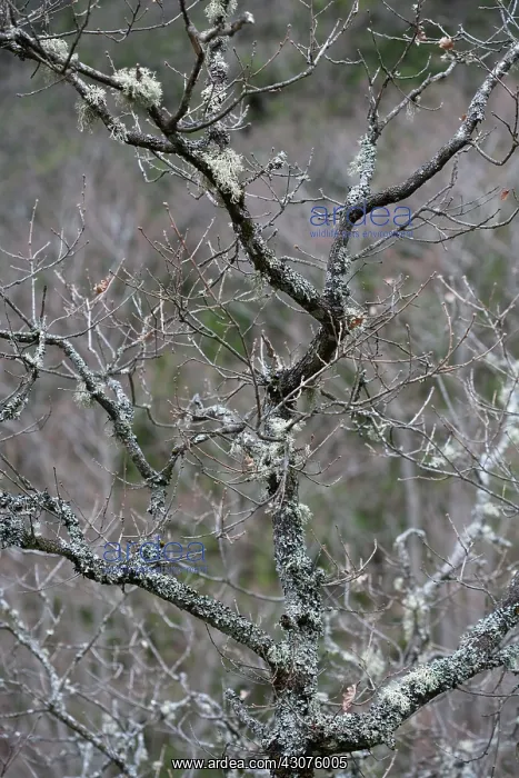 : Lichen, Moss : Lichen, Moss