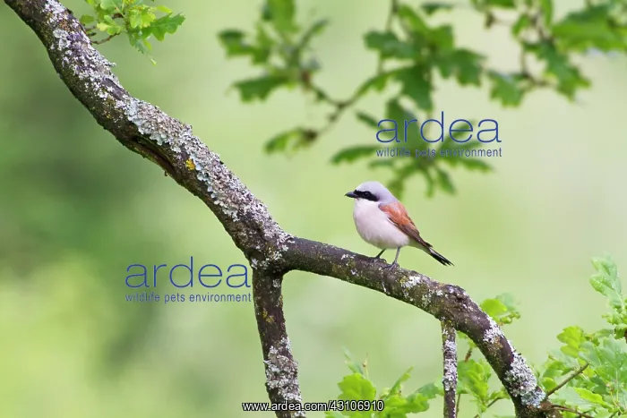 : lichen. Red-backed Shrike (Lanius collurio) sitting in a Pedunculate Oak : lichen. Red-backed Shrike (Lanius collurio) sitting in a Pedunculate Oak