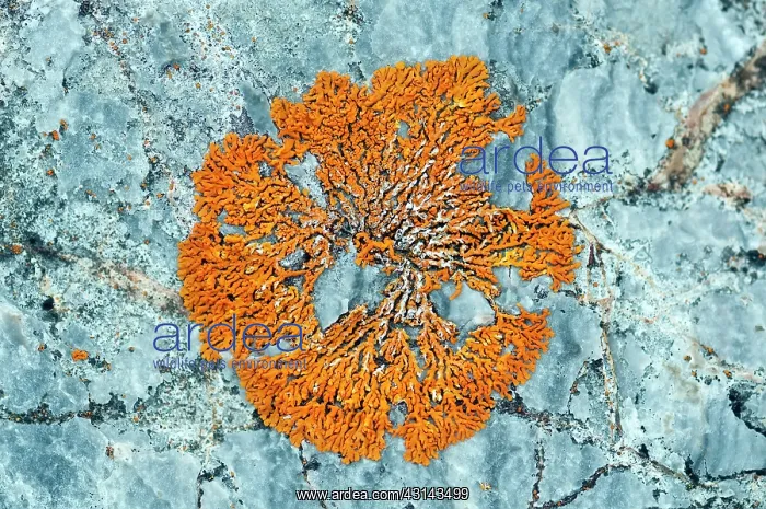 : Lichen. Close up of an unidentified orange Lichen (Xanthoria sp.) on a rock : Lichen. Close up of an unidentified orange Lichen (Xanthoria sp.) on a rock