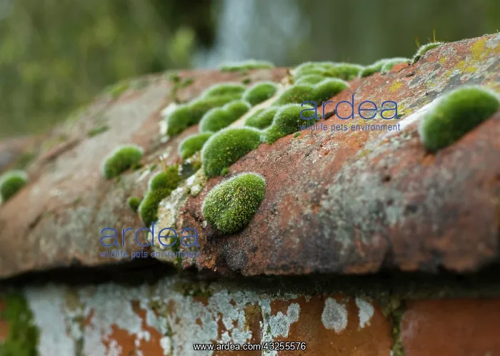 : Lichen, Moss : Lichen, Moss