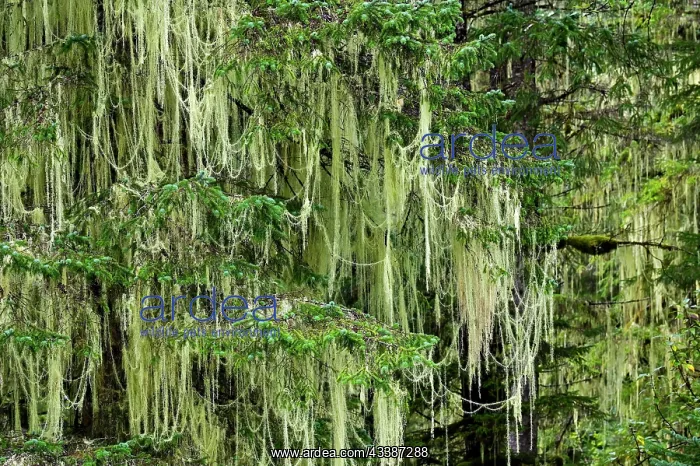: Lichen (Alectoria sarmentosa) in temperate rainf : Lichen (Alectoria sarmentosa) in temperate rainf