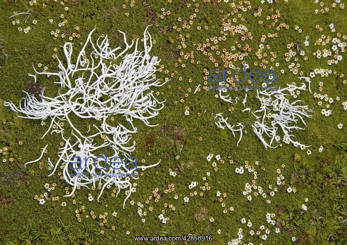: Lichen etc in alpine vegetation in The Obelisk : Lichen etc in alpine vegetation in The Obelisk