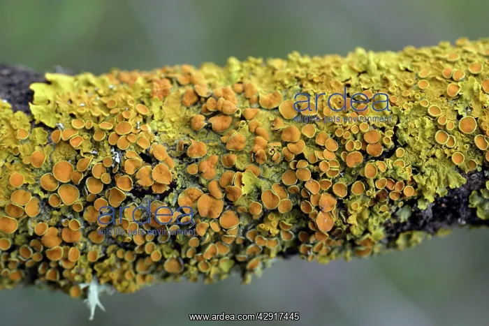 : Lichen - on branch : Lichen - on branch