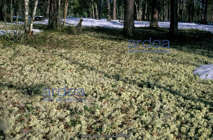 : Lichen - carpeted forest-floor near river Taz : Lichen - carpeted forest-floor near river Taz
