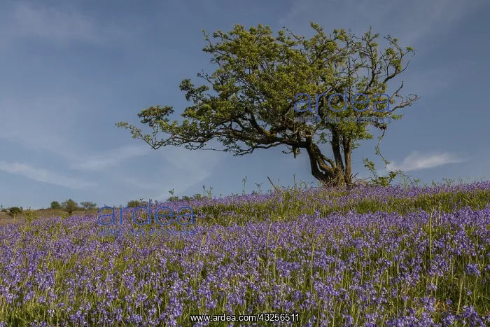 : Lichen-covered old hawthorn in dense bluebell sward : Lichen-covered old hawthorn in dense bluebell sward