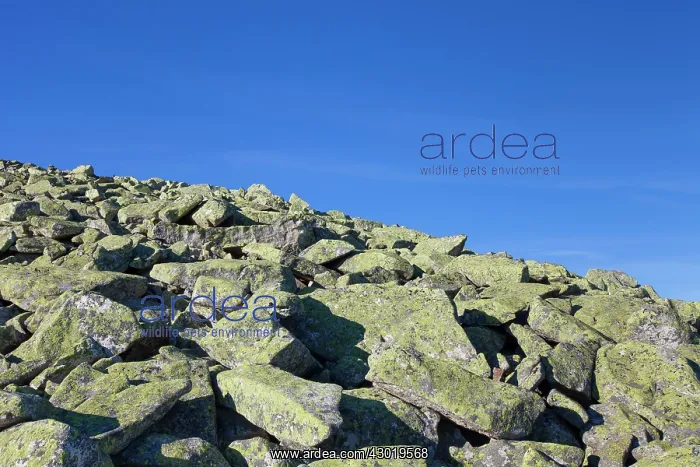  : Lichen covered Rocks