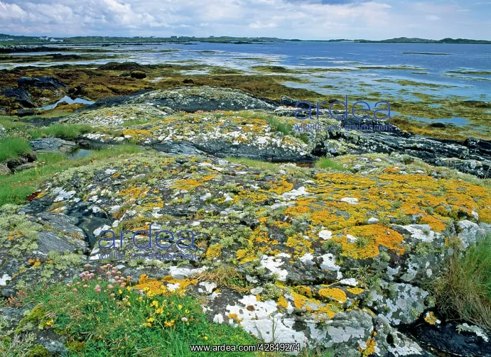 : Lichen covered rocks and seashore at Aillebrock : Lichen covered rocks and seashore at Aillebrock