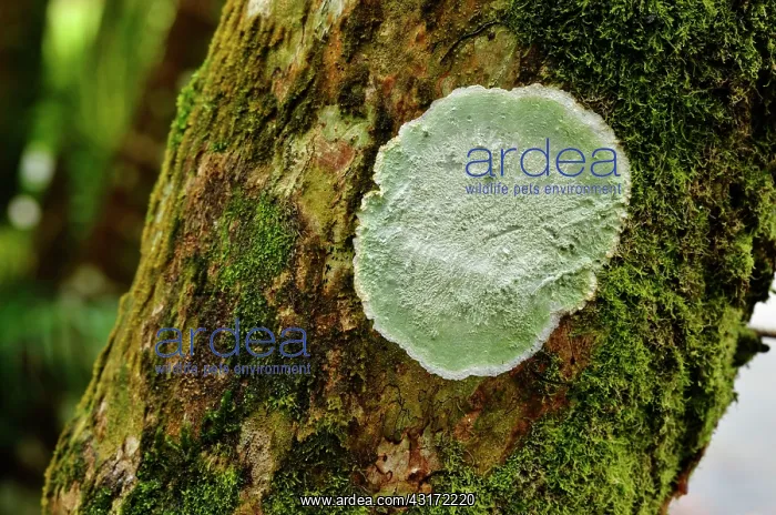 : Lichen Cryptothecia striata, For t de Vatable : Lichen Cryptothecia striata, For t de Vatable