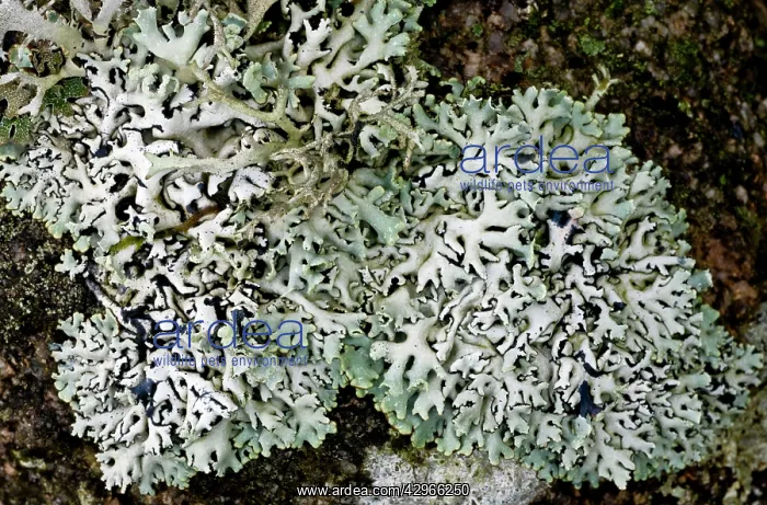 : Lichen - on Dartmoor wall-top : Lichen - on Dartmoor wall-top