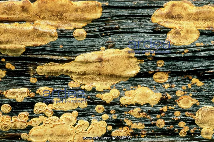: LICHEN - Golden crustose lichen on fallen treetrunk : LICHEN - Golden crustose lichen on fallen treetrunk