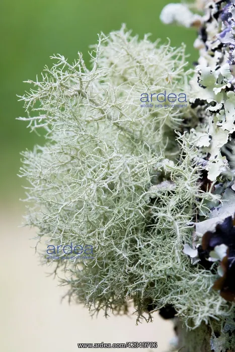 : Lichen - Growing on apple tree trunk in an orchard : Lichen - Growing on apple tree trunk in an orchard