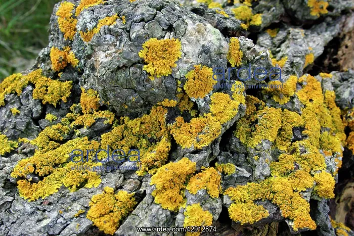 : Lichen - growing on old tree stem : Lichen - growing on old tree stem