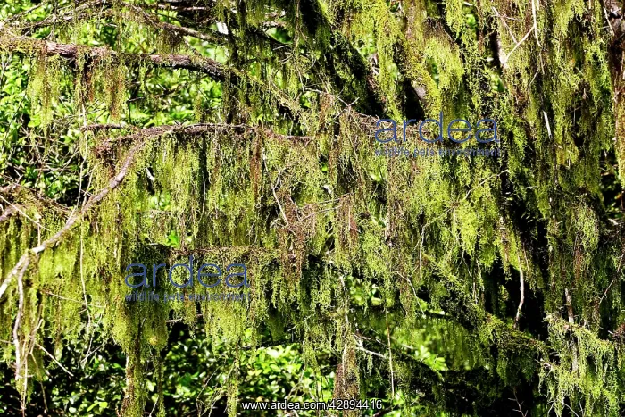 : Lichen growing on tree : Lichen growing on tree