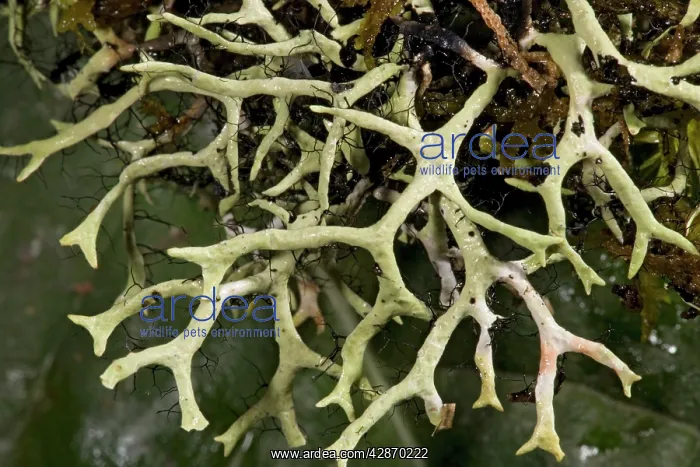 : Lichen in high Costa Rican forest : Lichen in high Costa Rican forest