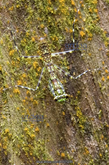 : Lichen Mantis on bark : Lichen Mantis on bark