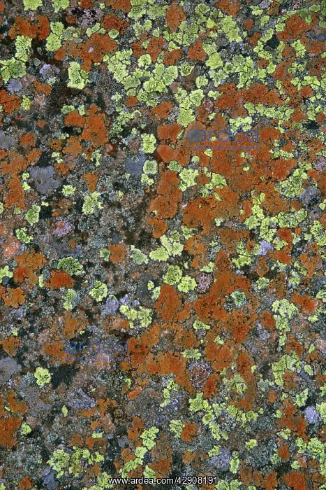  : Lichen mosaic on boulder  /  stone - Cow Green Reservoir