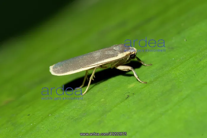 : Lichen Moth on leaf - Klungkung, Bali, Indonesia : Lichen Moth on leaf - Klungkung, Bali, Indonesia