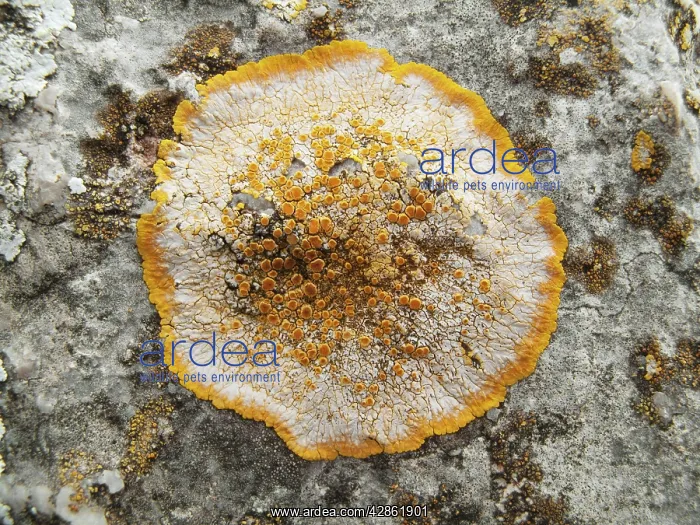 : Lichen - Peninsula de Formentor : Lichen - Peninsula de Formentor
