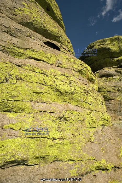 : Lichen on Rhyolite : Lichen on Rhyolite