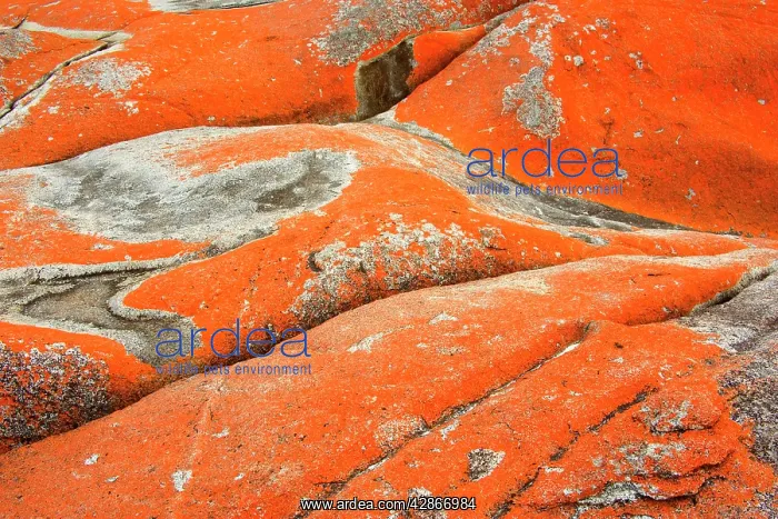  : Lichen on rock