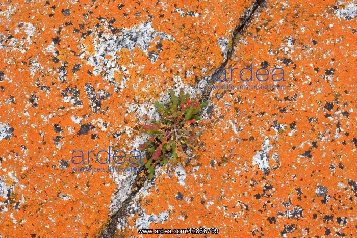 : Lichen on rock - a hardy salt plant grows in a : Lichen on rock - a hardy salt plant grows in a