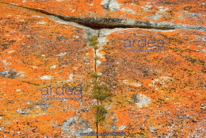 : Lichen on rock - hardy salt plants grow in a crack of a rock : Lichen on rock - hardy salt plants grow in a crack of a rock