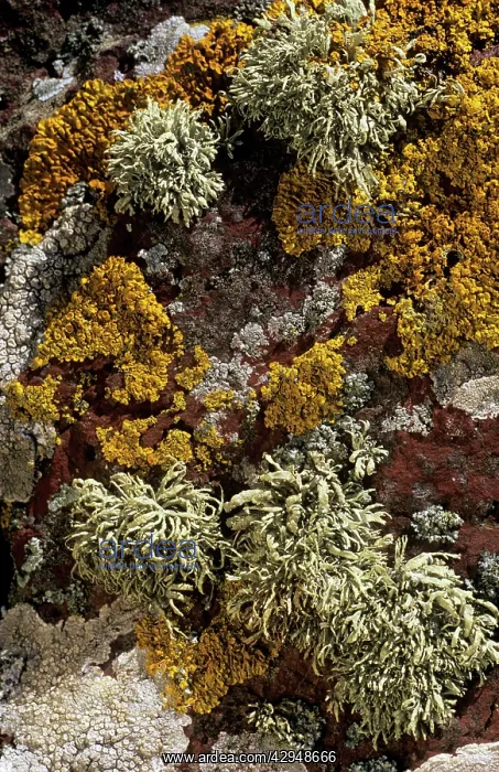 : LICHEN - Sea Ivory : LICHEN - Sea Ivory