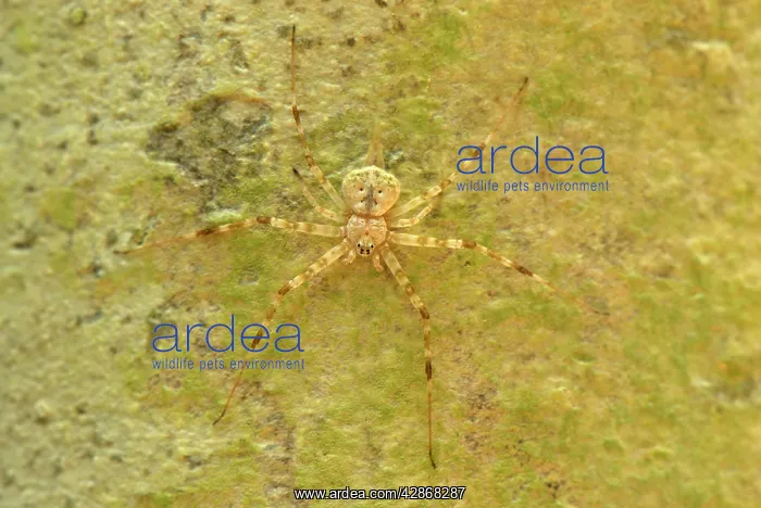 : Lichen Spider : Lichen Spider