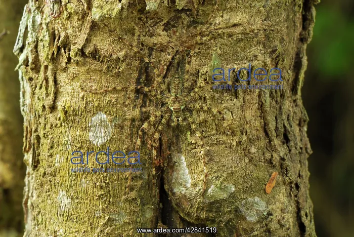 : Lichen Spider - camouflaged on bark : Lichen Spider - camouflaged on bark