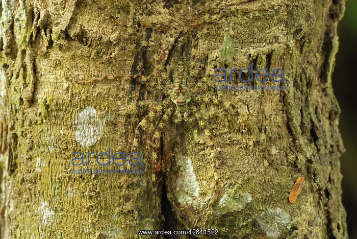 : Lichen Spider - camouflaged on bark : Lichen Spider - camouflaged on bark