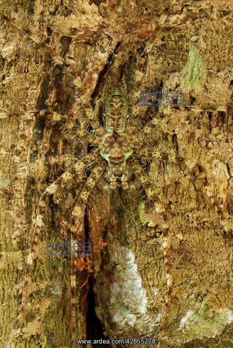 : Lichen Spider - camouflaged on bark : Lichen Spider - camouflaged on bark