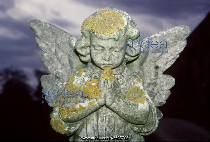 : LICHEN - On Stone Angel : LICHEN - On Stone Angel