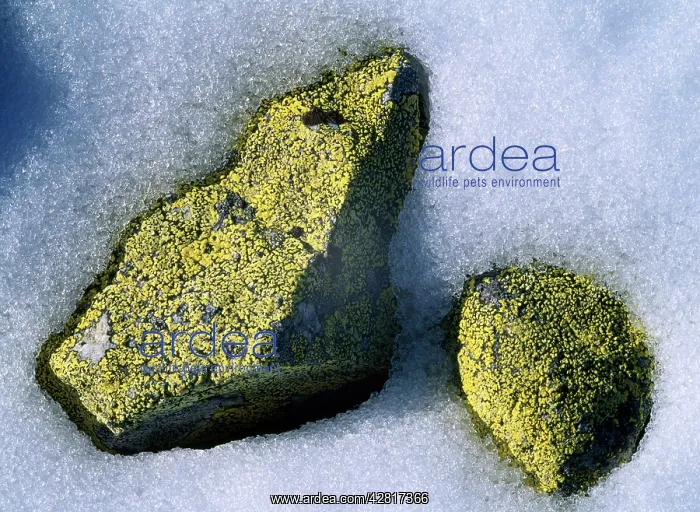 : Lichen - on stones : Lichen - on stones