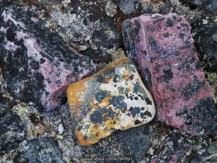 : lichen on stones : lichen on stones