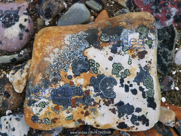 : lichen on stones : lichen on stones