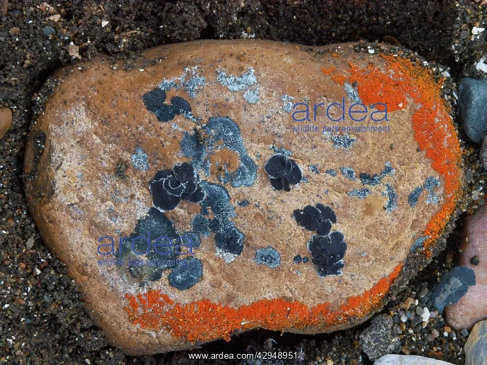 : Lichen on stones : Lichen on stones