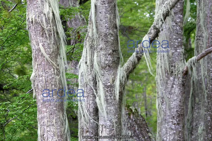  : Lichen - on trees