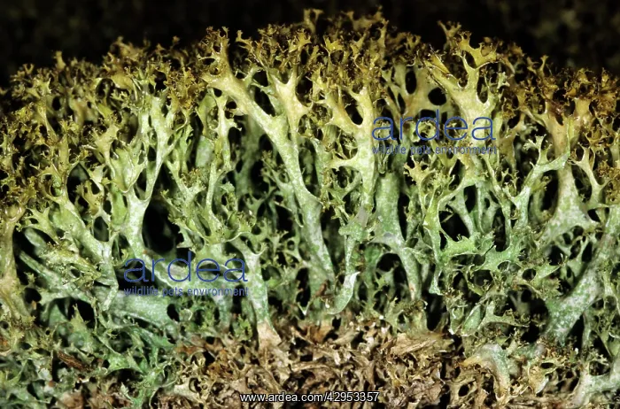 : Lichen, vertical cut : Lichen, vertical cut