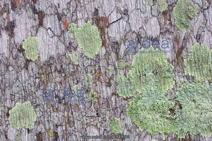  : Lichens. Everglades National Park, florida, USA