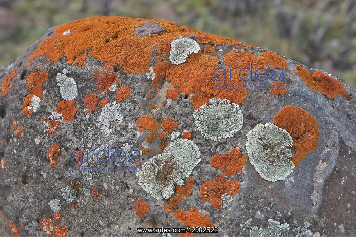 : Lichens. Tableland of Sanetti - Bale Mountains - Ethiopia. 4000 m- 4300 m : Lichens. Tableland of Sanetti - Bale Mountains - Ethiopia. 4000 m- 4300 m