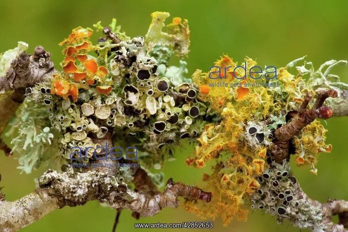 : Lichens on blackthorn growing profusely in unpolluted : Lichens on blackthorn growing profusely in unpolluted