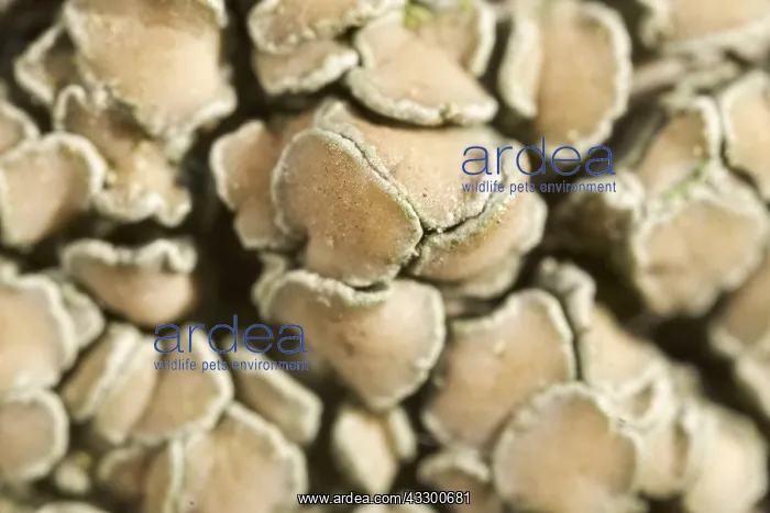 : Lichens with fruiting bodies apothecium - Norfolk : Lichens with fruiting bodies apothecium - Norfolk